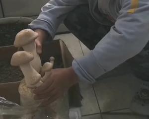 【超多图】和娃一起养蘑菇史上最全教程！早晚喷水就能收获的做法 步骤8