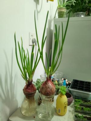 水培蔬果（红薯、洋葱、蒜苗、萝卜、白菜）~持续更新ing的做法 步骤3
