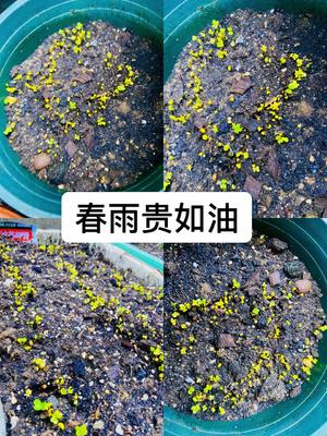 豆花菜园巡视记的做法 步骤5