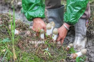 鲜竹荪食用指南的做法 步骤1