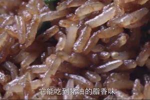 川菜大师版酱油炒饭的做法 步骤9