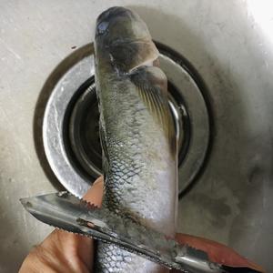大连特色辣椒炖胖头鱼的做法 步骤2