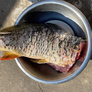 家家户户年夜饭餐桌上的冷菜 爆鱼 糖醋熏鱼的做法 步骤1