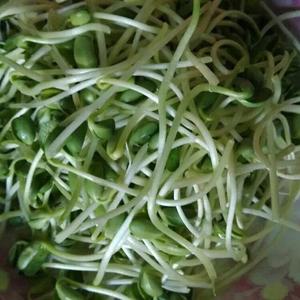 自发黑豆豆芽的做法 步骤6
